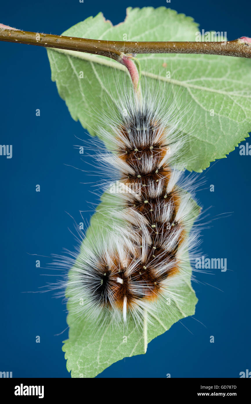 Maria Peloso (Anthela varia) caterpillar Foto Stock