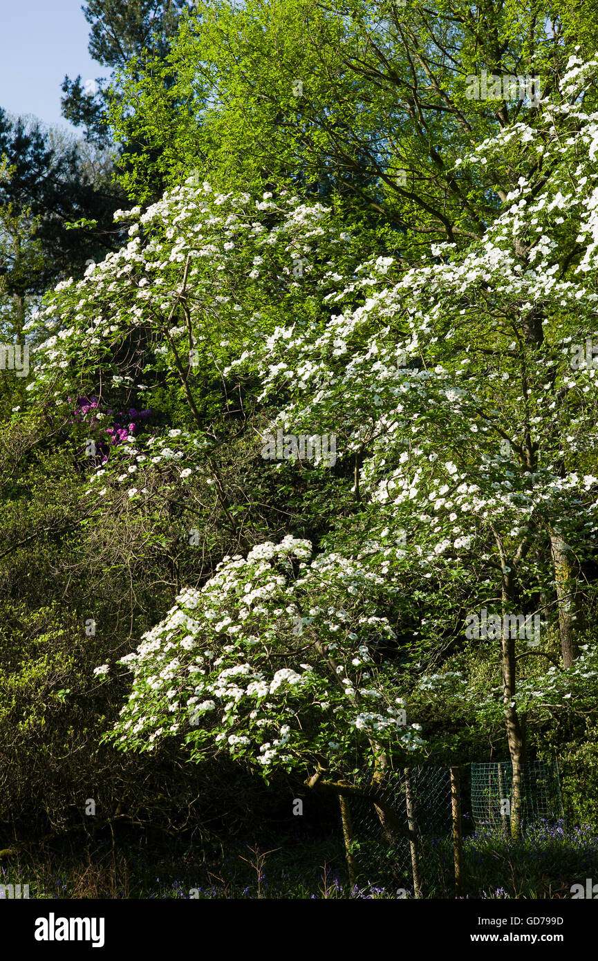 Cornus Kousa alberi con brattee bianco che mostra in primavera Foto Stock