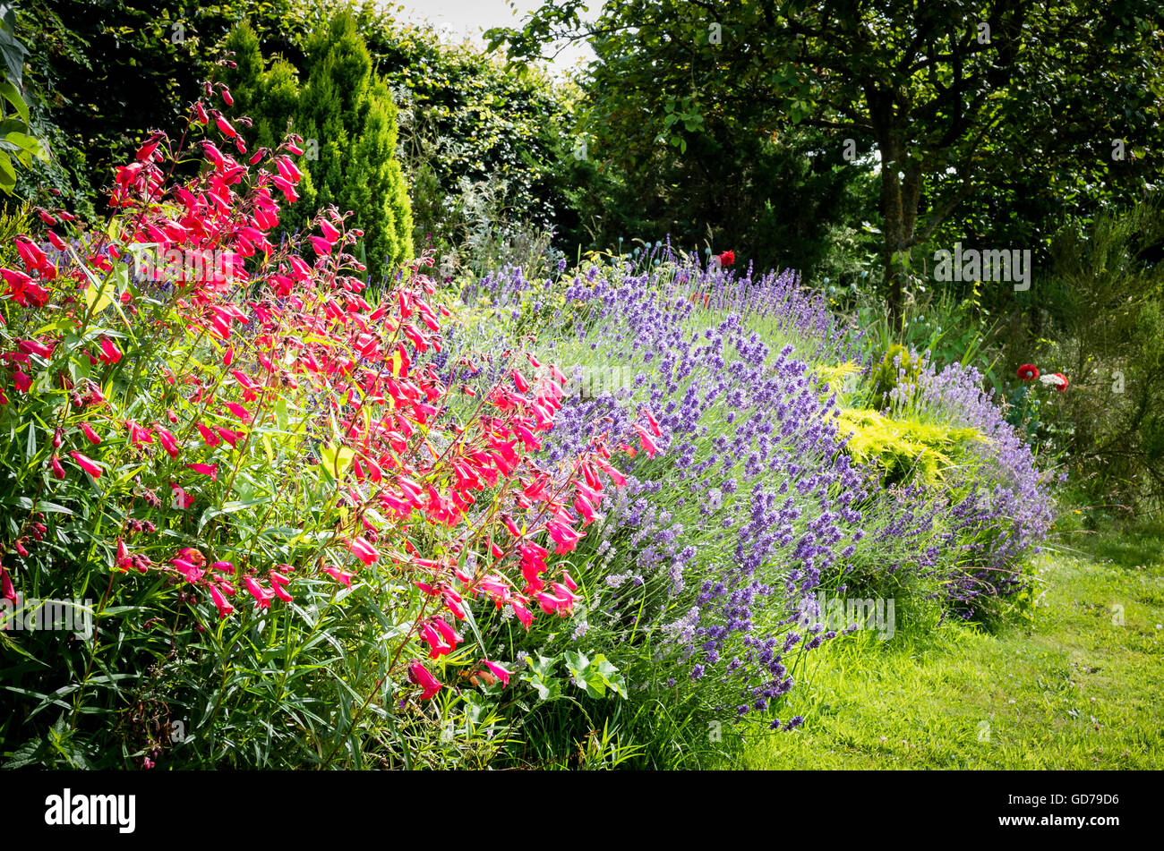 Penstemon Hidcote rosa in una riunione informale a bordo del giardino Foto Stock