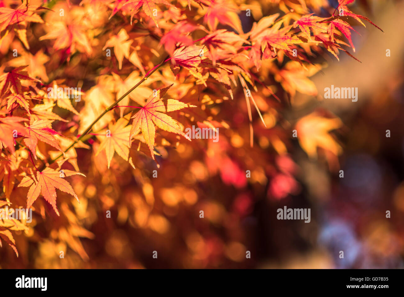 Foglie di autunno, molto superficiale la messa a fuoco Foto Stock