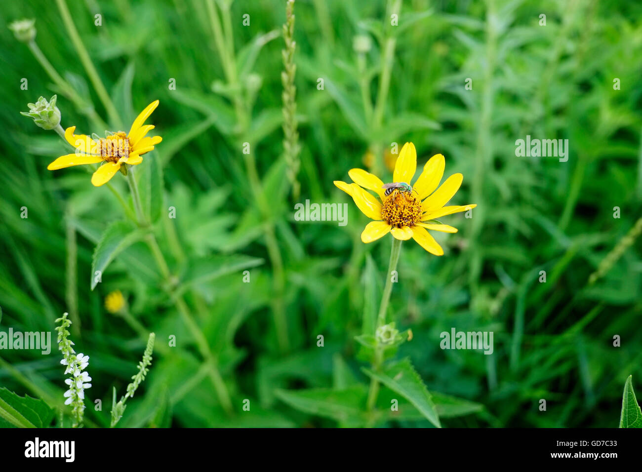 Massimiliano girasole Helianthus crescente negli Stati Uniti Foto Stock