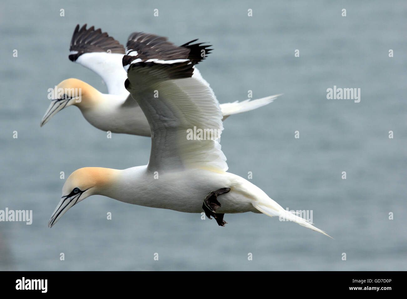 Gannett Morus bassanus un diving di uccelli di mare trovate su Rupi costiere Foto Stock