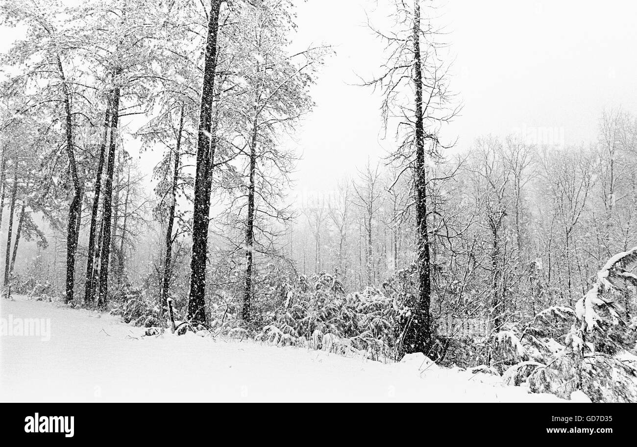 Una immagine in bianco e nero di alberi sterile in un inverno di tempesta di neve dà una sensazione sia di isolamento invernale e la tranquillità di un bosco la caduta di neve. Foto Stock