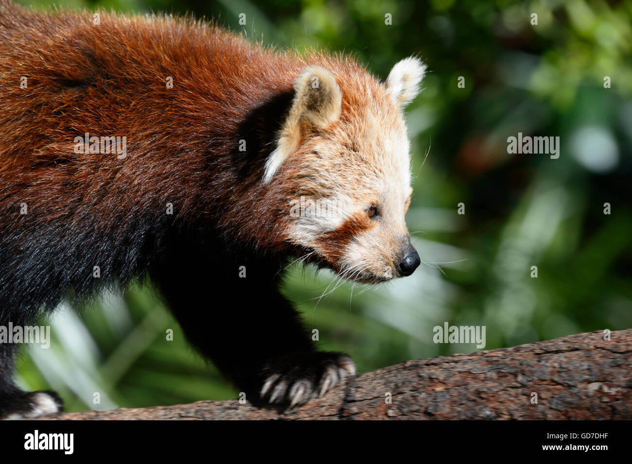 In via di estinzione panda rosso (Ailurus fulgens fulgens) da Asia Foto Stock