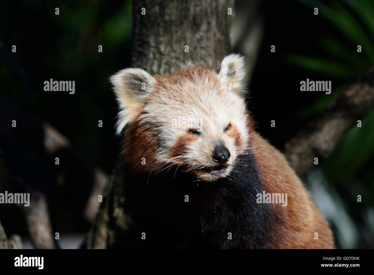 In via di estinzione panda rosso (Ailurus fulgens fulgens) da Asia Foto Stock
