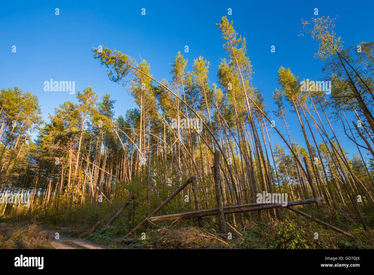 Gli alberi caduti nella foresta di conifere dopo il forte vento uragano. Giornata di sole Foto Stock