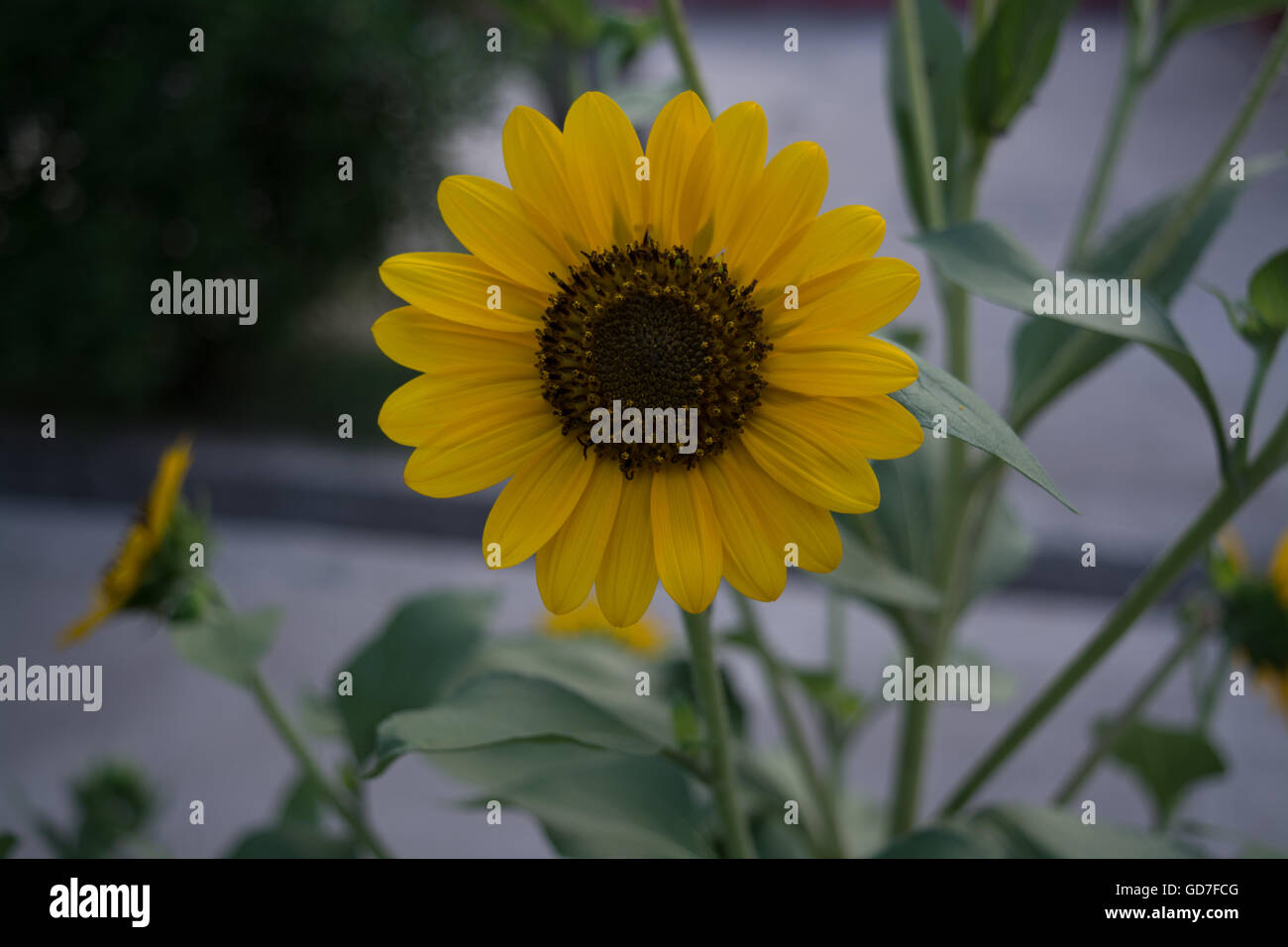 In prossimità dei bellissimi semi di girasole Foto Stock