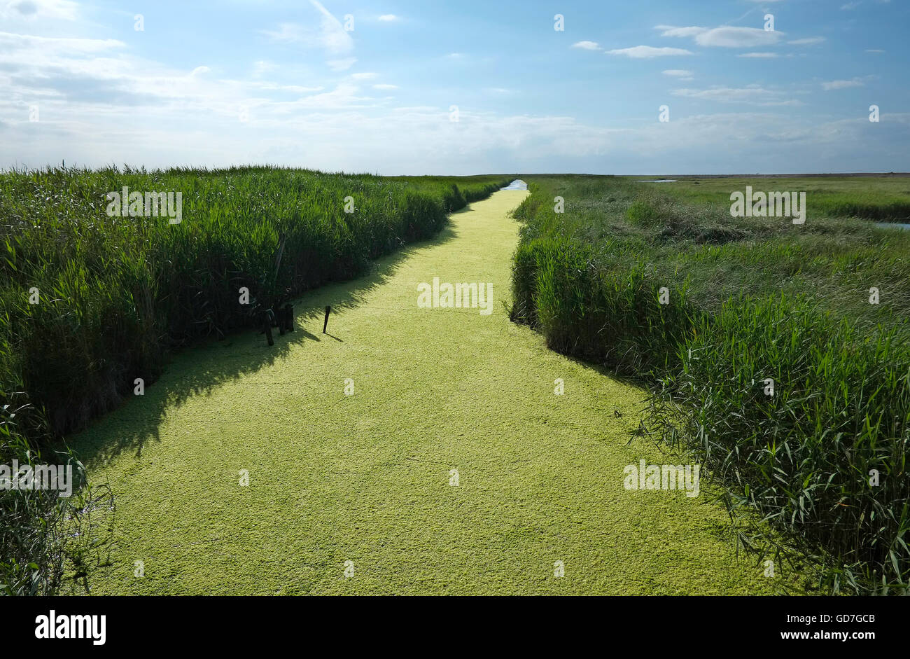 Le Alghe verdi in diga a cley riserva naturale, North Norfolk, Inghilterra Foto Stock