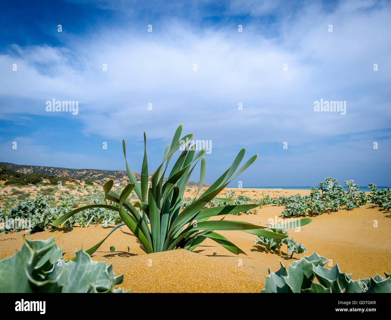 Golden Beach sulla penisola Karpass, la parte settentrionale di Cipro Foto Stock
