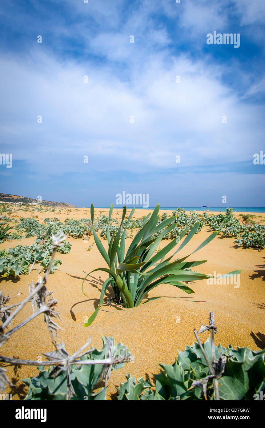 Golden Beach sulla penisola Karpass, la parte settentrionale di Cipro Foto Stock