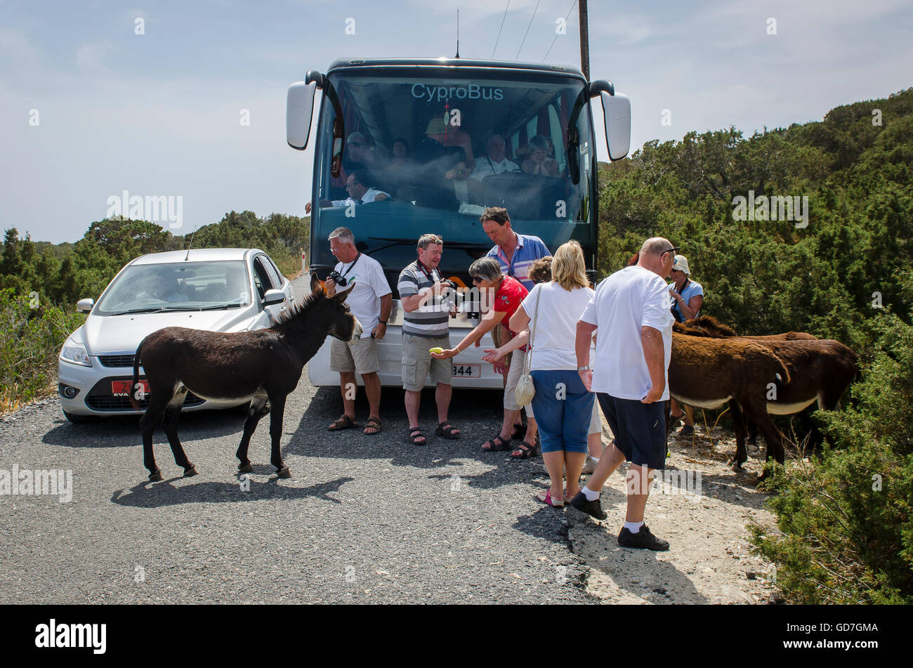 I turisti di alimentazione asini selvatici sulla penisola di Karpas, Cipro del Nord Foto Stock