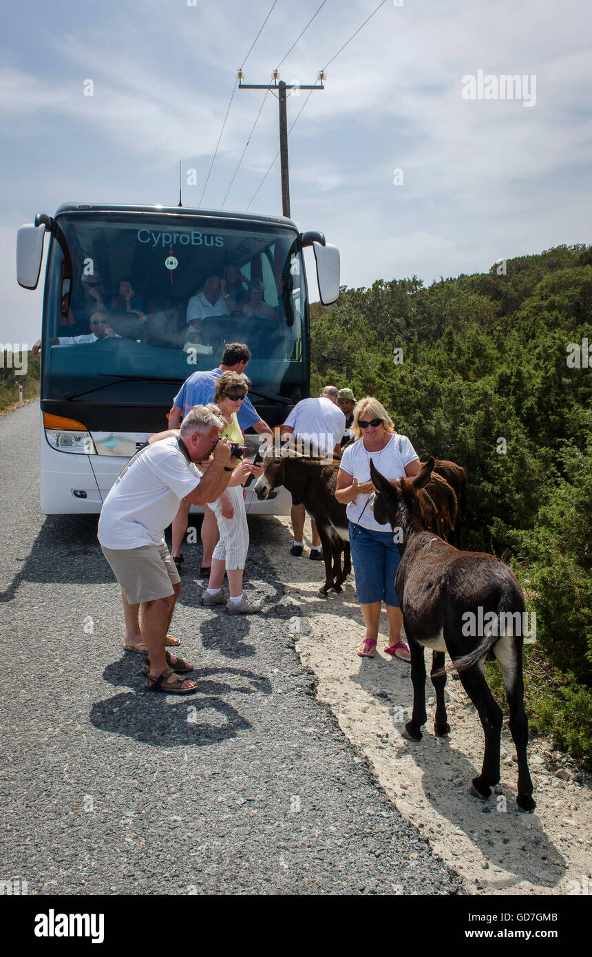 I turisti di alimentazione asini selvatici sulla penisola di Karpas, Cipro del Nord Foto Stock
