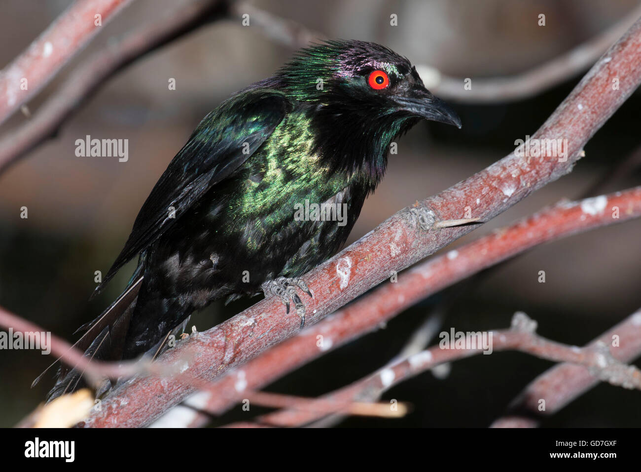 Starling metallico (Alponis metallica), lo Zoo di Phoenix, Papago Park di Phoenix, in Arizona Foto Stock