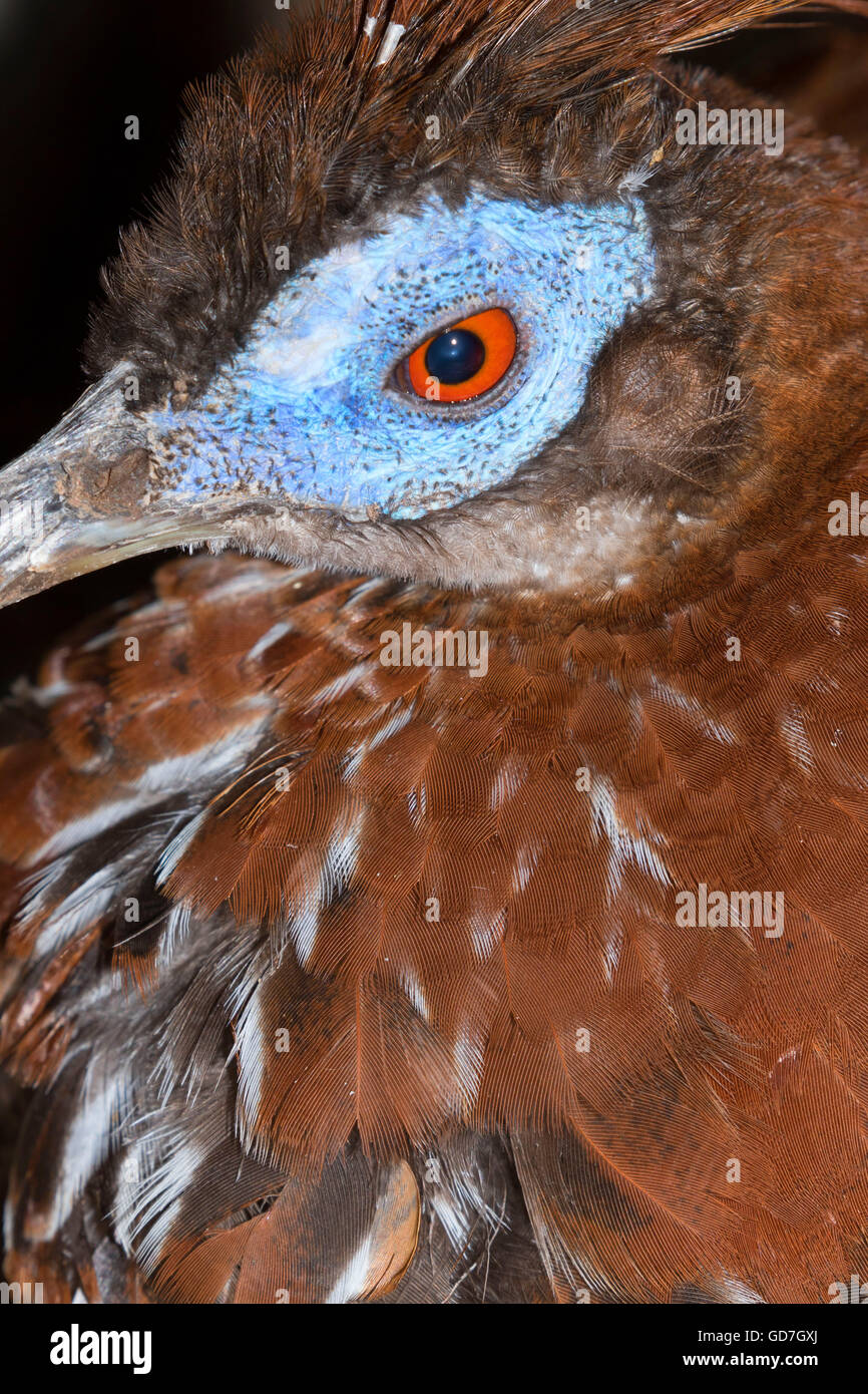 Grande Argus fagiano (Argusianus argus), lo Zoo di Phoenix, Papago Park di Phoenix, in Arizona Foto Stock