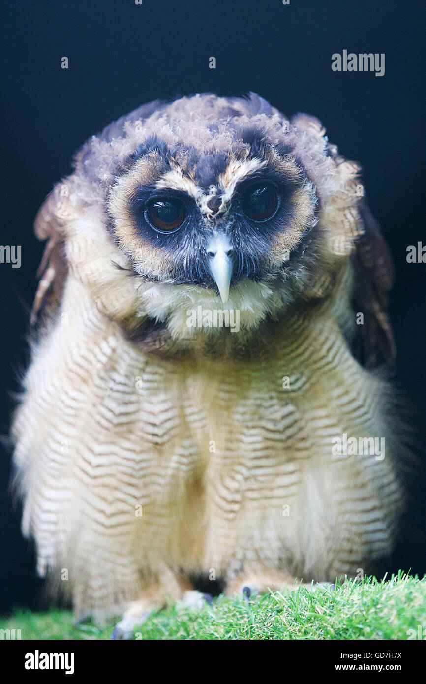 Steppa russa eagle piomba bassa attraverso il terreno alette divaricate Foto Stock