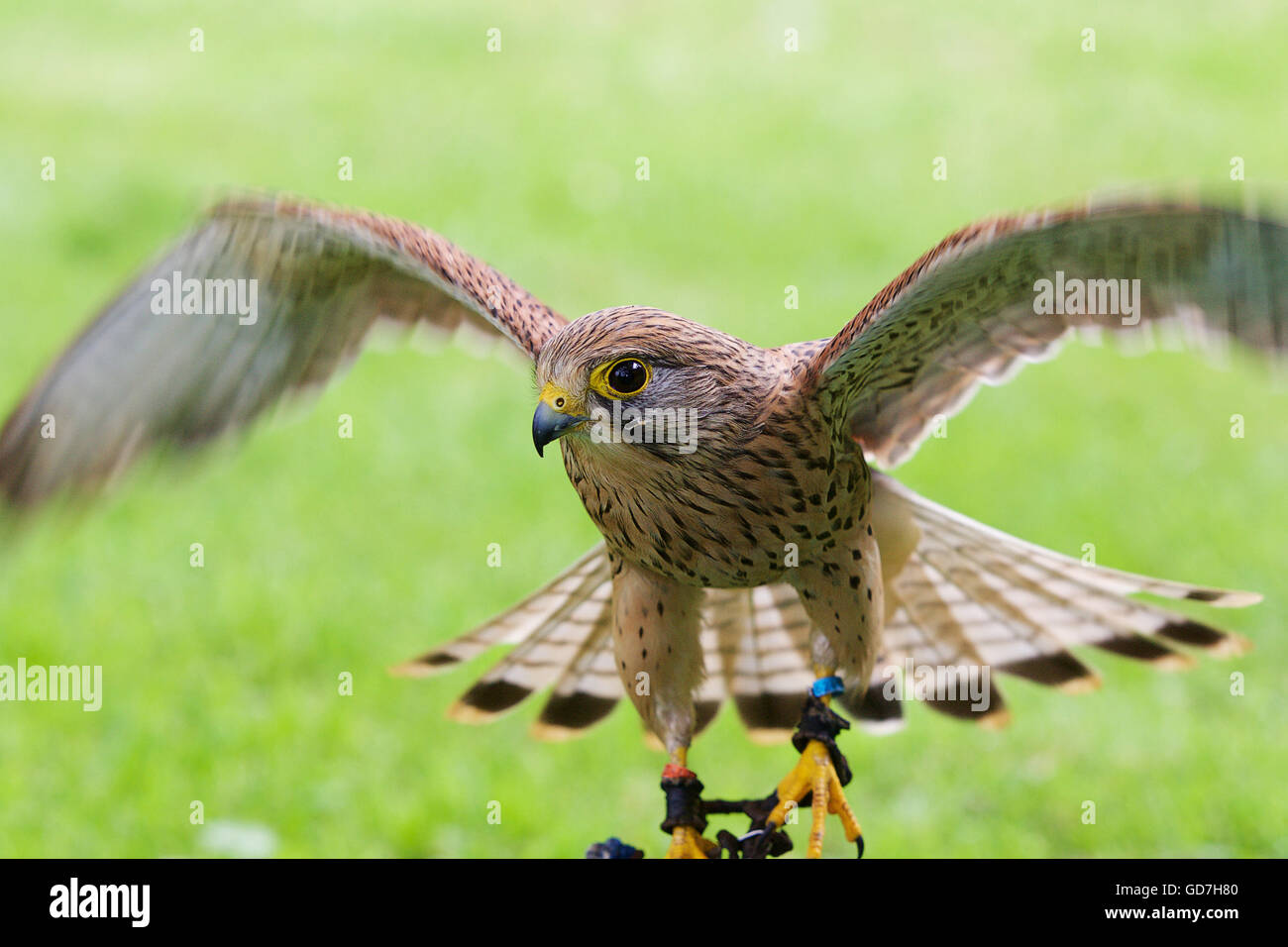 Steppa russa eagle piomba bassa attraverso il terreno alette divaricate Foto Stock