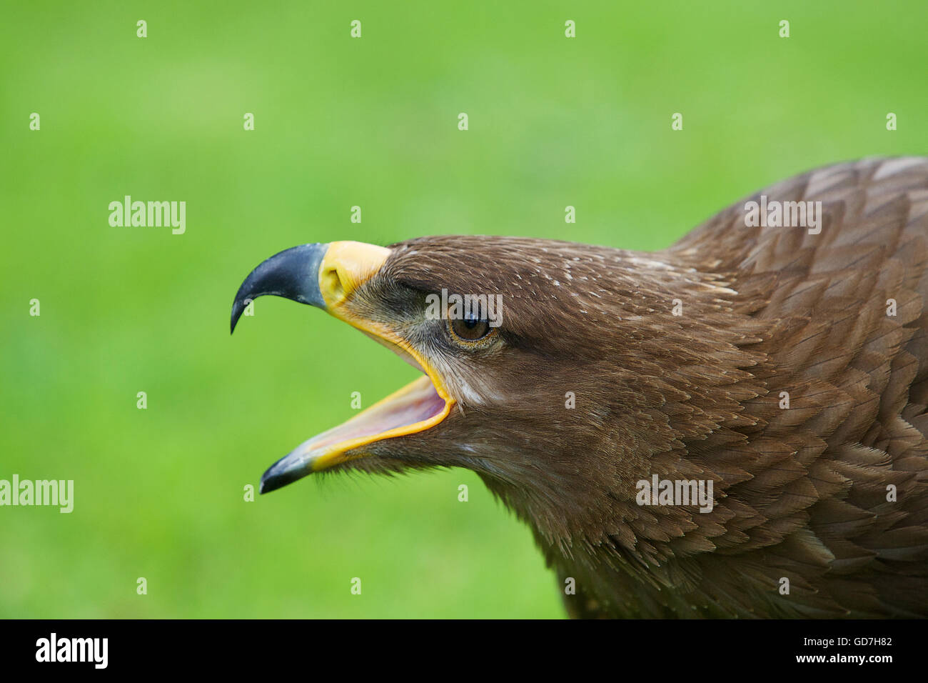 Steppa russa eagle piomba bassa attraverso il terreno alette divaricate Foto Stock