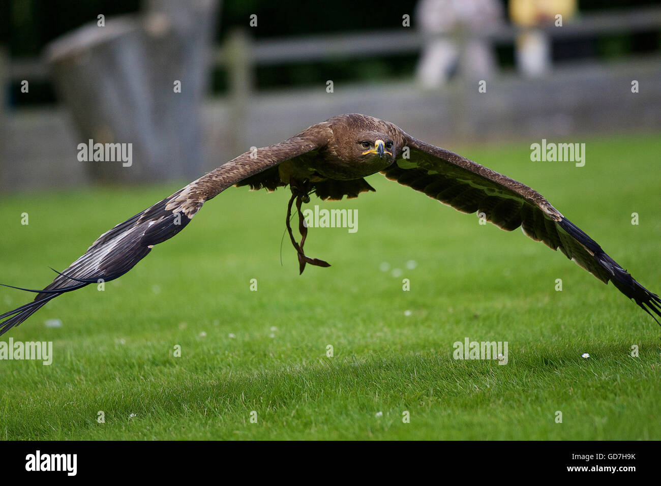 Steppa russa eagle piomba bassa attraverso il terreno alette divaricate Foto Stock