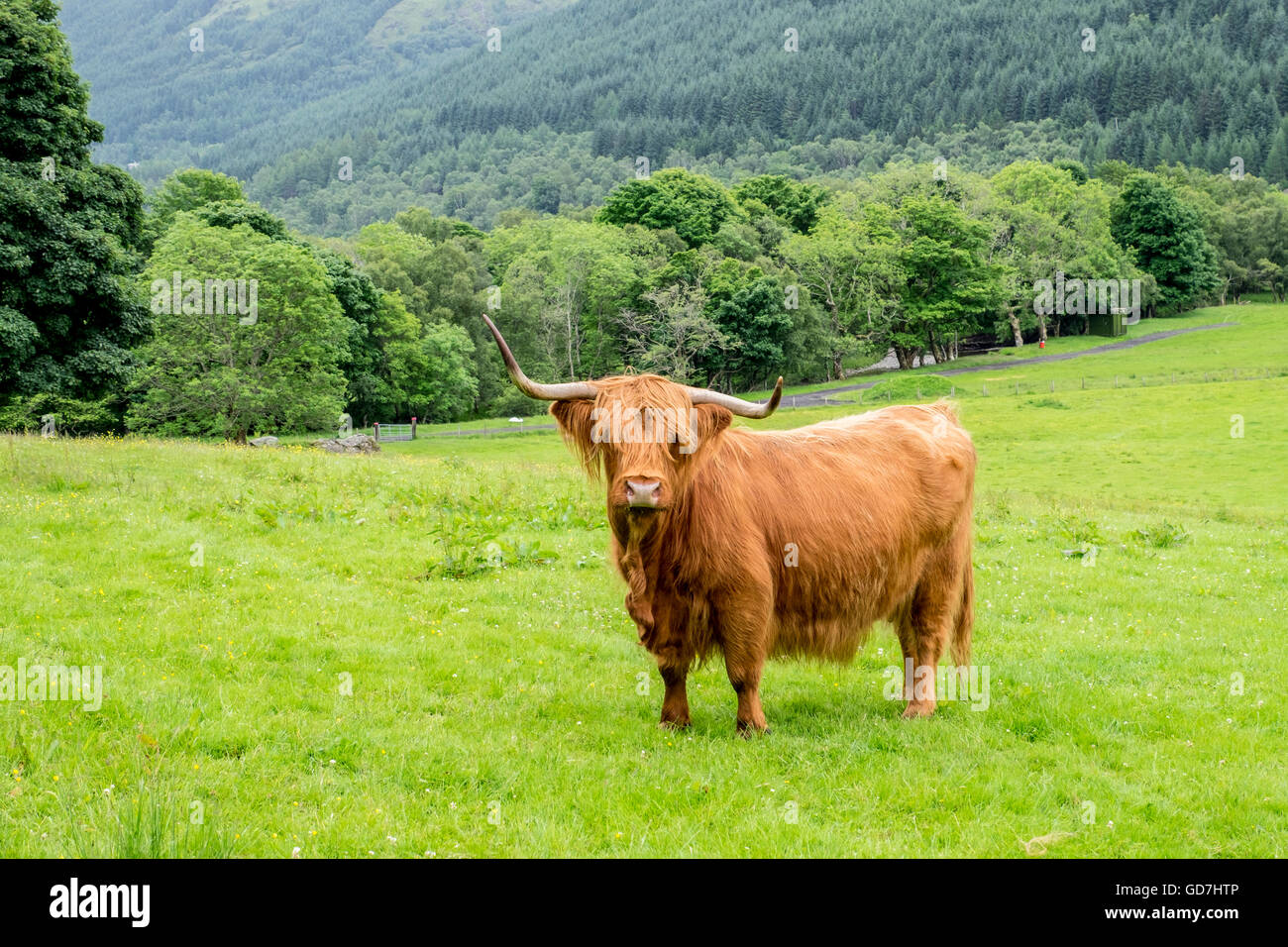 Shaggy pelose e dalle lunghe corna mucca Highland sorge in un campo erboso con bellissimi boschi e colline boscose sfondo Foto Stock