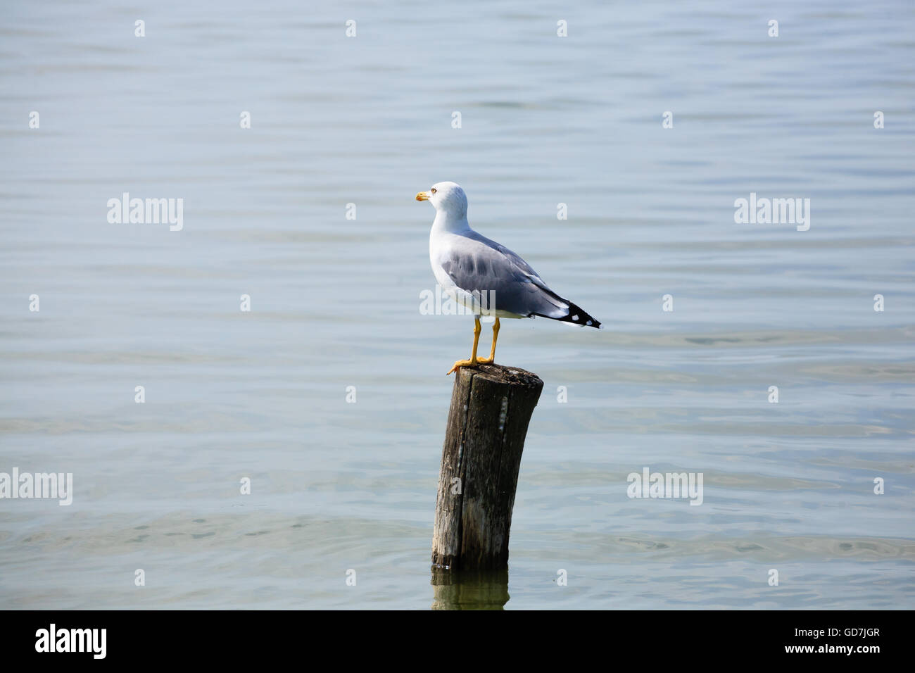 Gull permanente sulla palizzata da "Delta del Po'. Natura italiana. Birdwatching Foto Stock