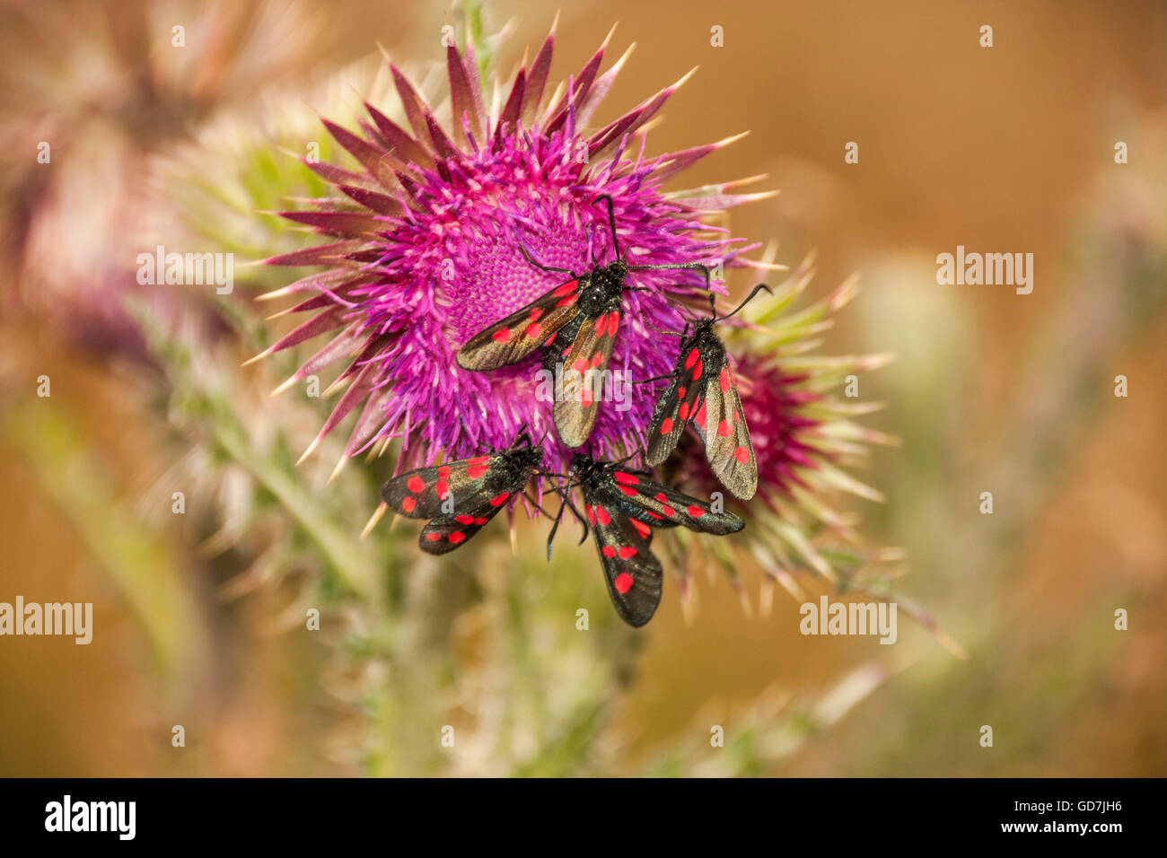 Strette delimitate cinque spot Burnett falene su una pianta di cardo Foto Stock