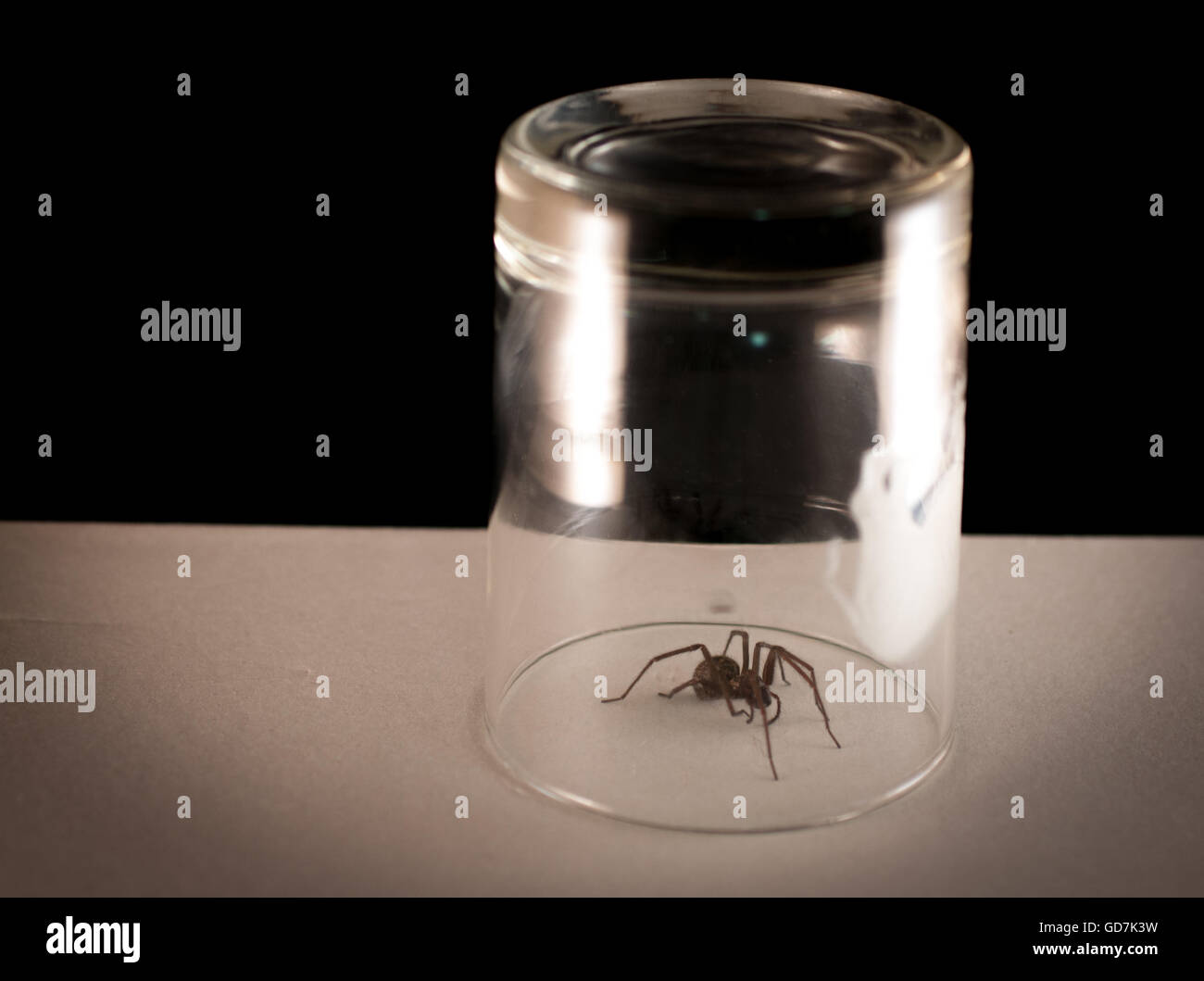 Spider intrappolato sotto il vaso Foto Stock