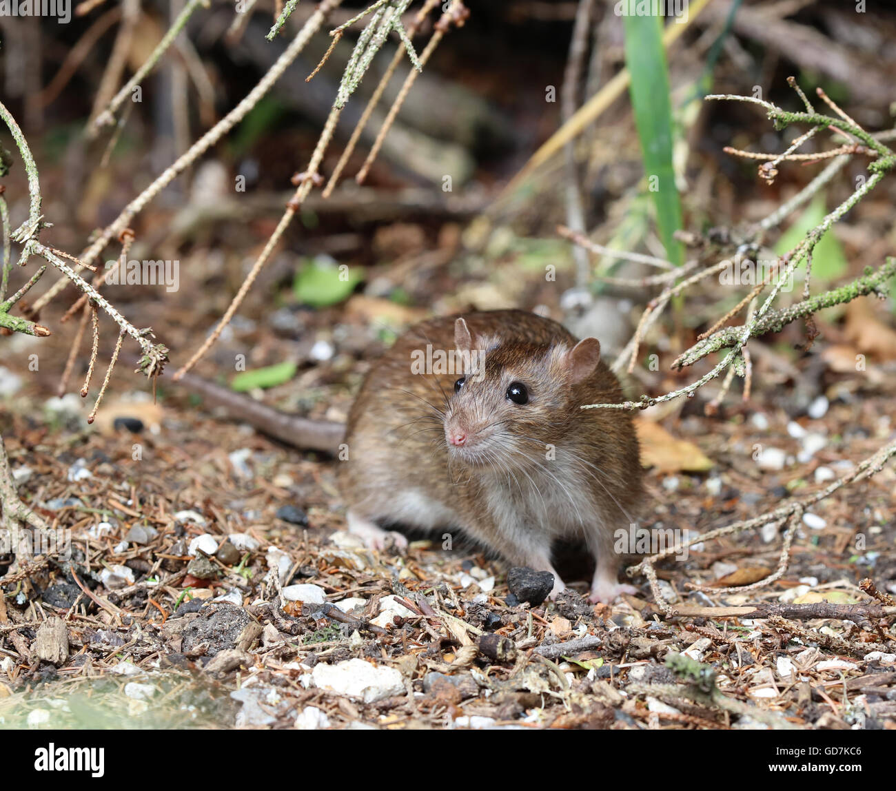 Close up di un selvaggio ratto marrone Foto Stock