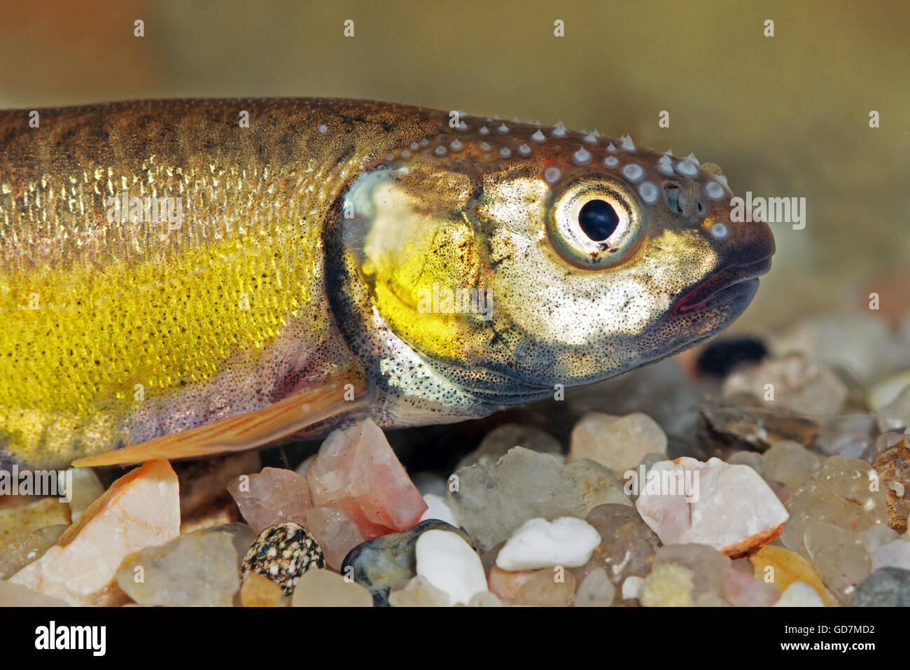 Phoxinus phoxinus, Eurasian minnow Foto Stock