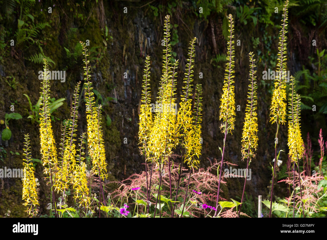 I picchi alti di fiori gialli del luglio fioritura perenne, Ligularia przewalskii "Rocket" Foto Stock