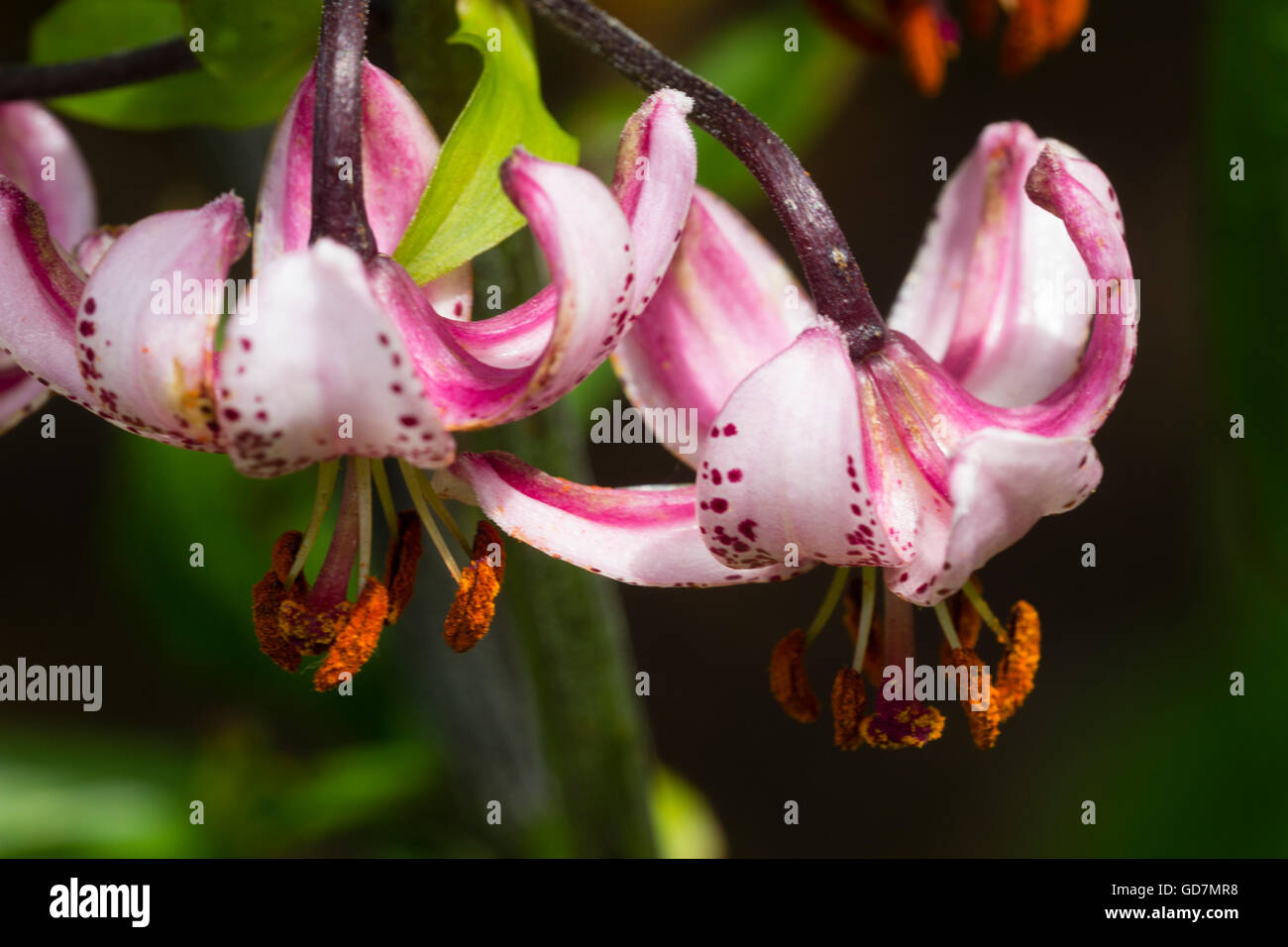 Singoli fiori in testa del tipo turkscap hardy woodland lily, Lilium martagon Foto Stock