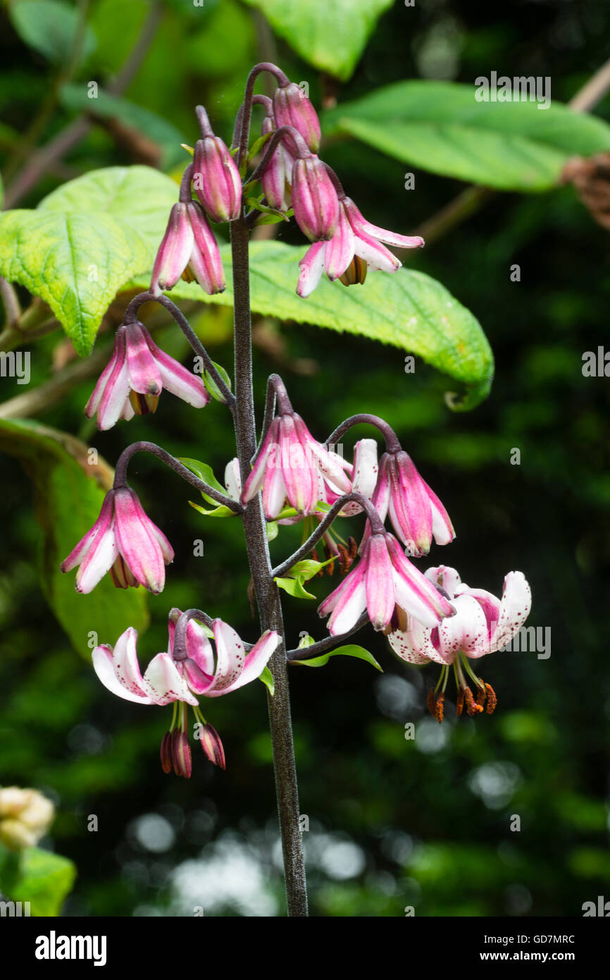 Testa di fiori del tipo turkscap hardy woodland lily, Lilium martagon Foto Stock