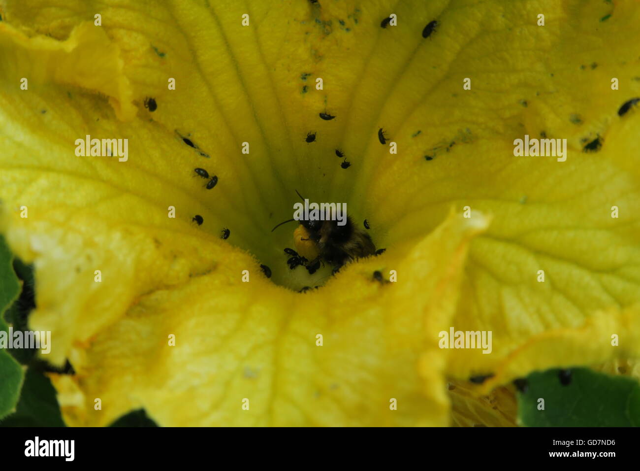 Insetti sulle piante di zucca Foto Stock