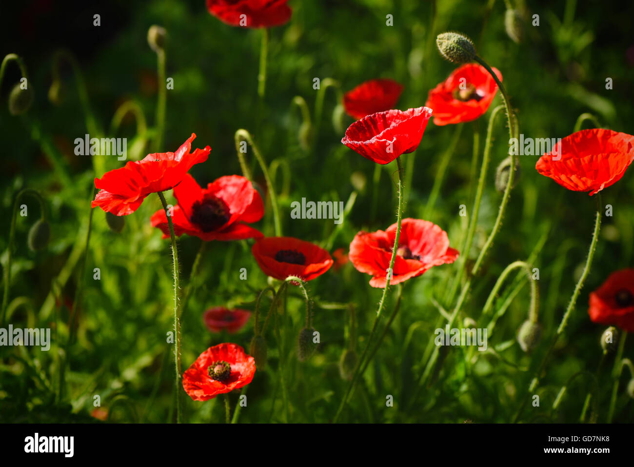 Papavero rosso e Bud - fiori di campo Foto Stock