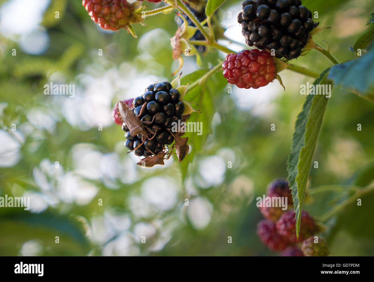 Hairy Shieldbug o Sloe Bug su blackberry Foto Stock