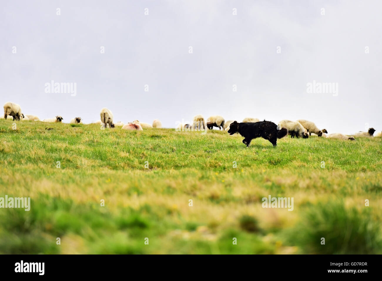 Il cane pastore la protezione di allevamento di pecore pascolano alta sul pascolo alpino Foto Stock
