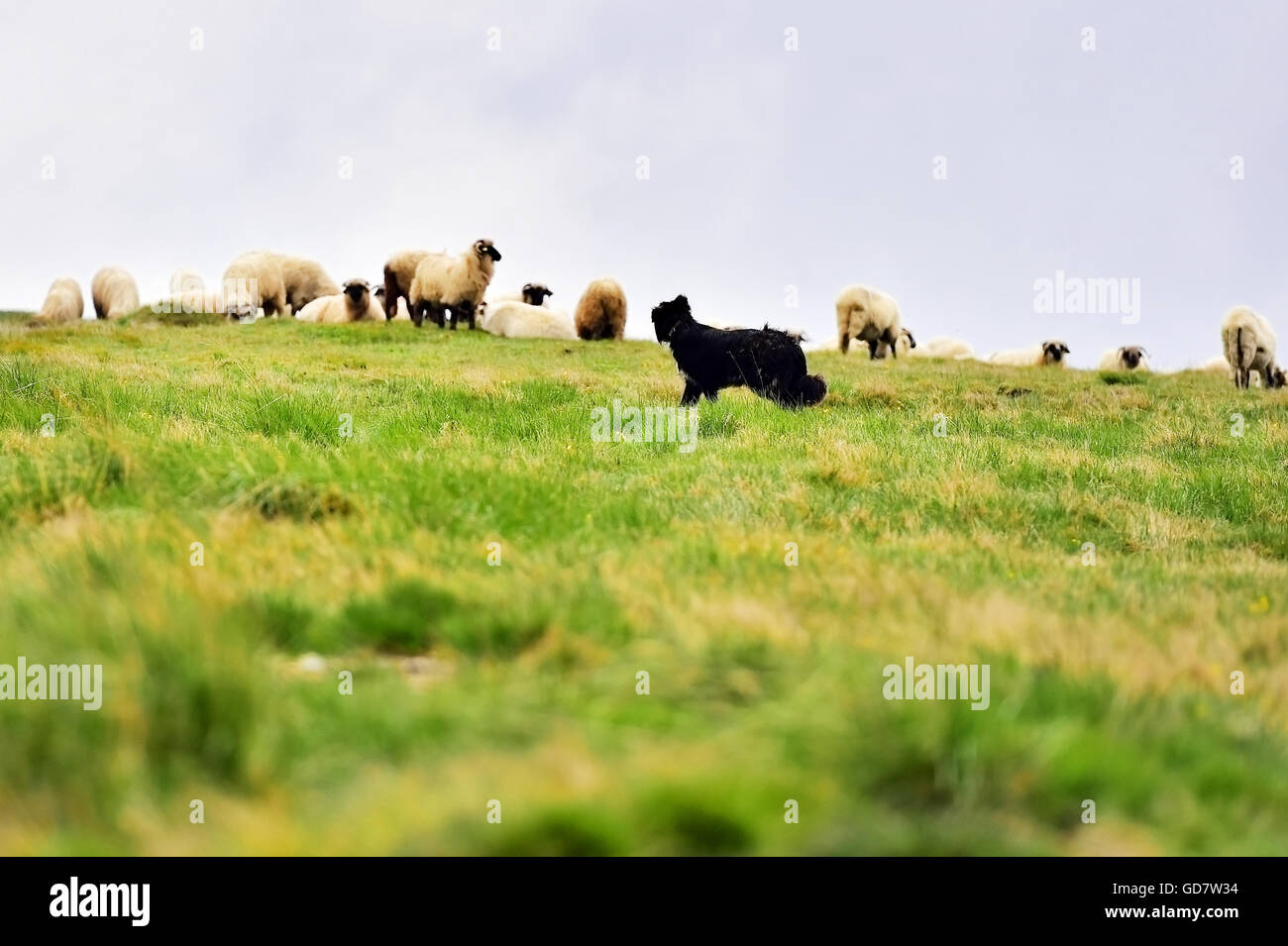 Il cane pastore la protezione di allevamento di pecore pascolano alta sul pascolo alpino Foto Stock