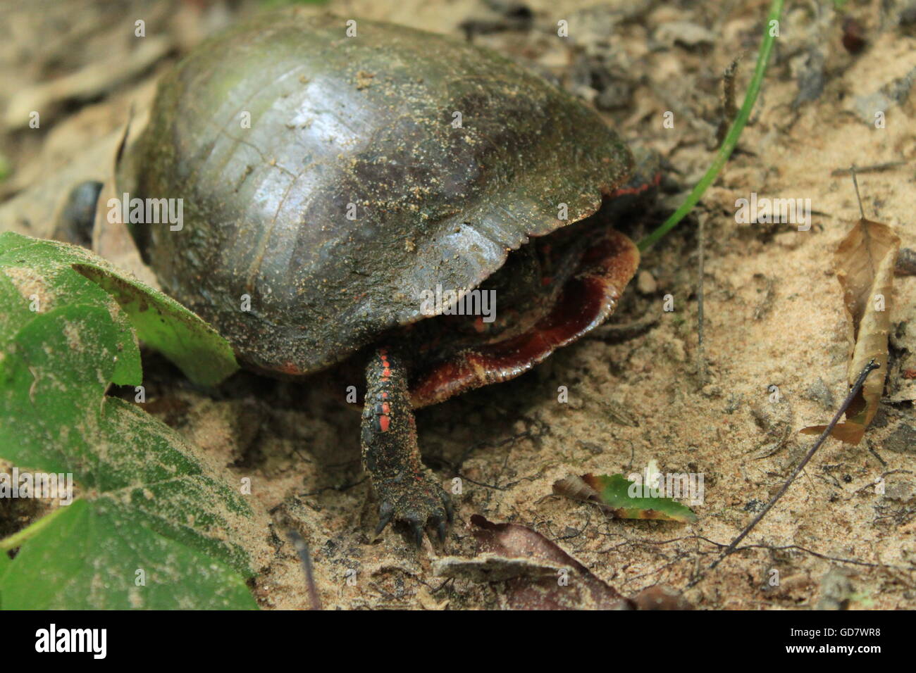 Un Rosso Eared Slider su una insenatura sabbiosa bank Foto Stock