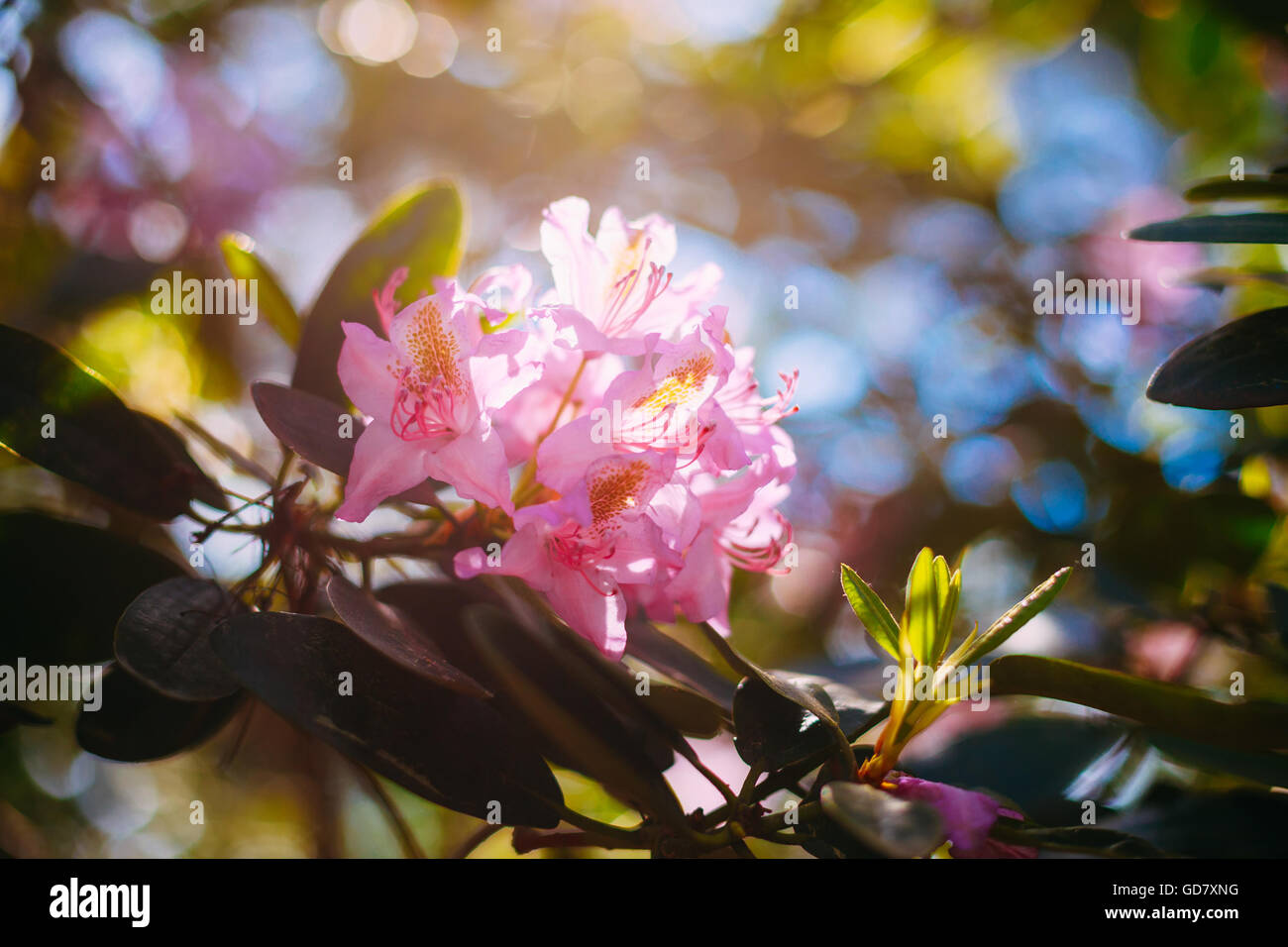 Rosa in fiore fiori di Rhododendron catawbiense in giardino di primavera Foto Stock