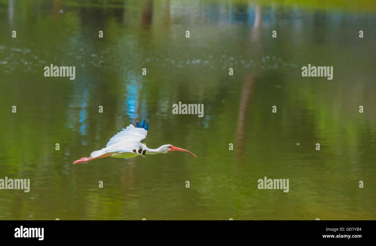 Una gru bianca con becco rosso scivolano attraverso l'aria al di sopra di un lago verde. Foto Stock