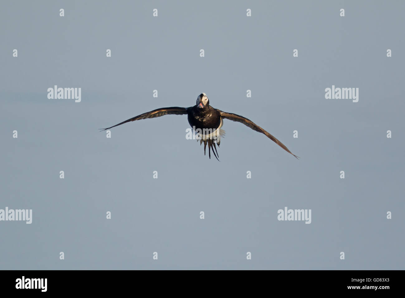 Long-tailed Duck Clangula hyemalis - arrivando in terra Lago Myvatn Islanda BI028137 Foto Stock
