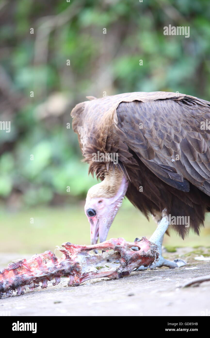 Hooded Vulture (Necrosyrtes monachus) in Ruanda Foto Stock