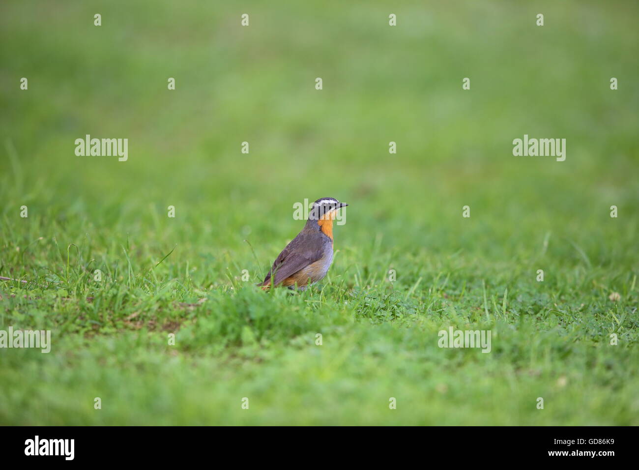 Cape robin-chat (Cossypha caffra) nel Parco Nazionale del Vulcano, Ruanda Foto Stock