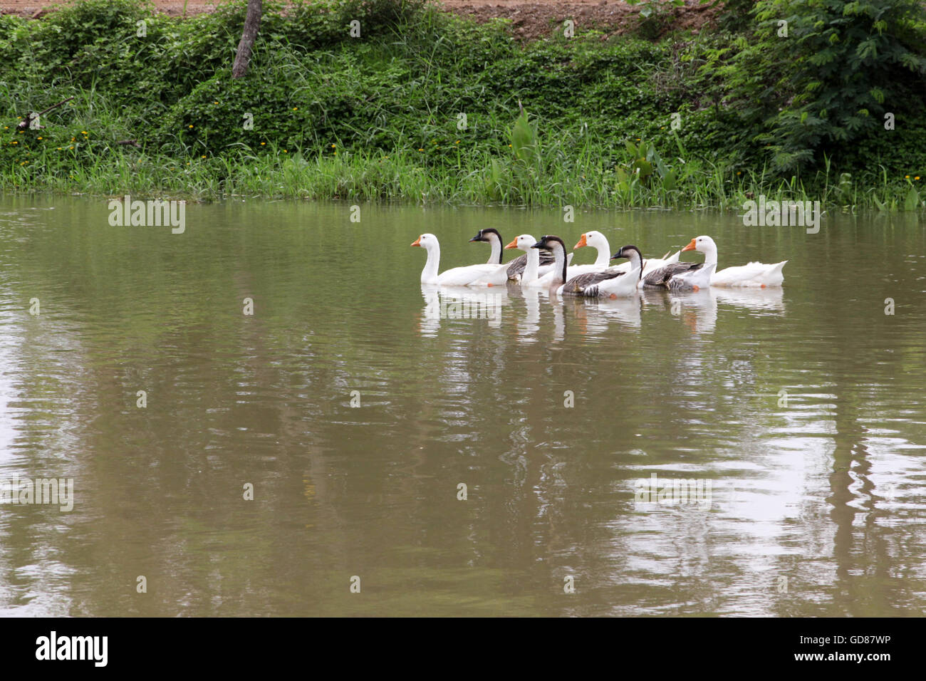 Un gregge di Bella Swan goose è visto nuotare Foto Stock