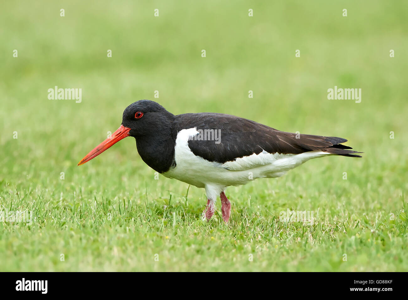 Eurasian oystercatcher permanente sulla erba nel suo habitat Foto Stock