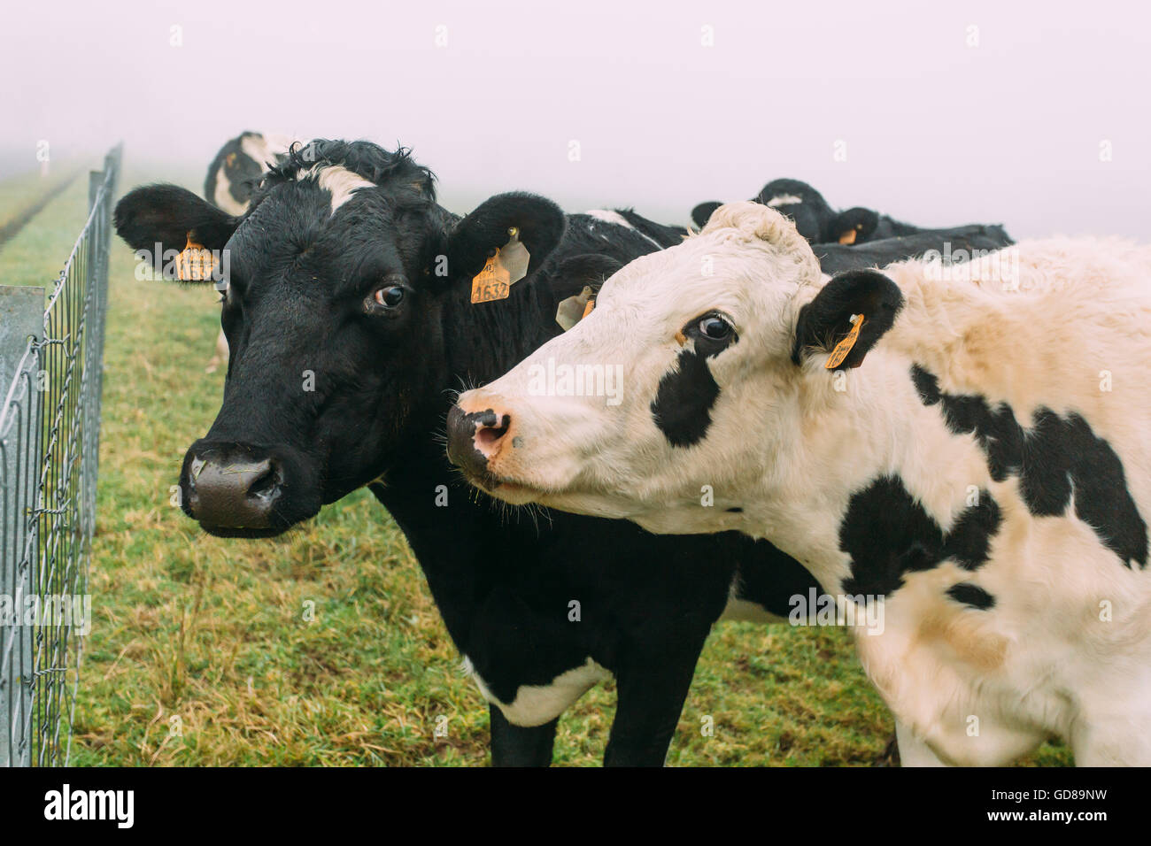 Due mucche in amore (bianco e nero) vicino al recinto in Lussemburgo Foto Stock