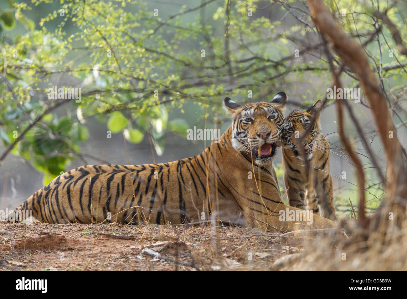 Tigre del Bengala famiglia guardare oltre gli alberi a Ranthambhore foresta, India. ( Panthera Tigris ) Foto Stock
