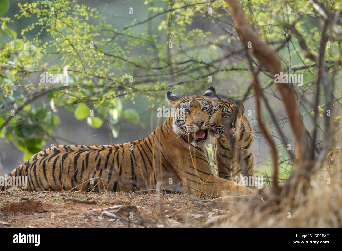 Tigre del Bengala famiglia accanto agli alberi a Ranthambhore foresta, India. ( Panthera Tigris ) Foto Stock