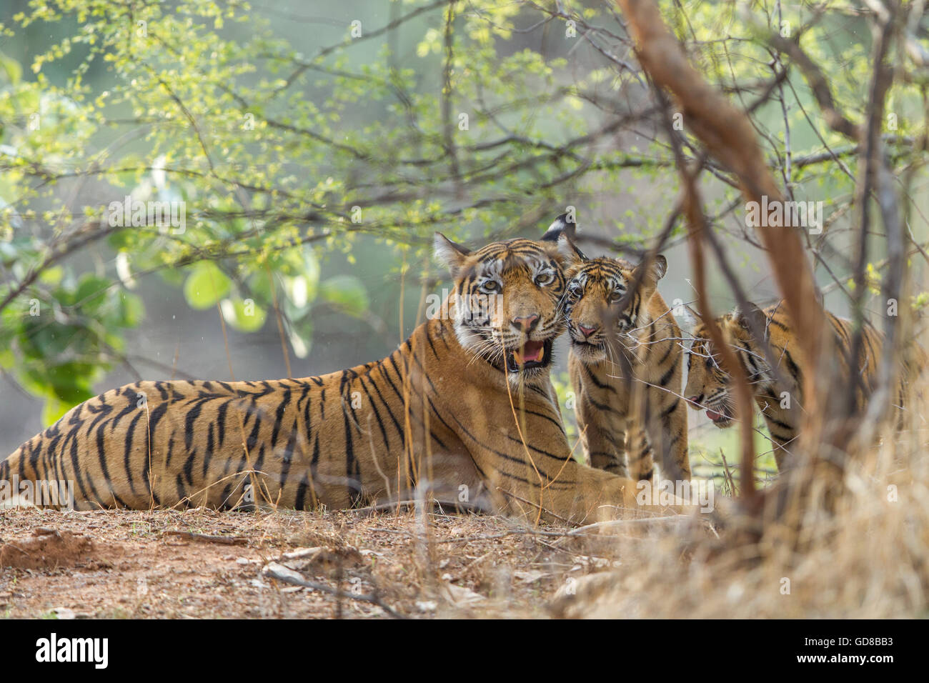 Tigre del Bengala famiglia staring accanto agli alberi a Ranthambhore foresta, India. ( Panthera Tigris ) Foto Stock