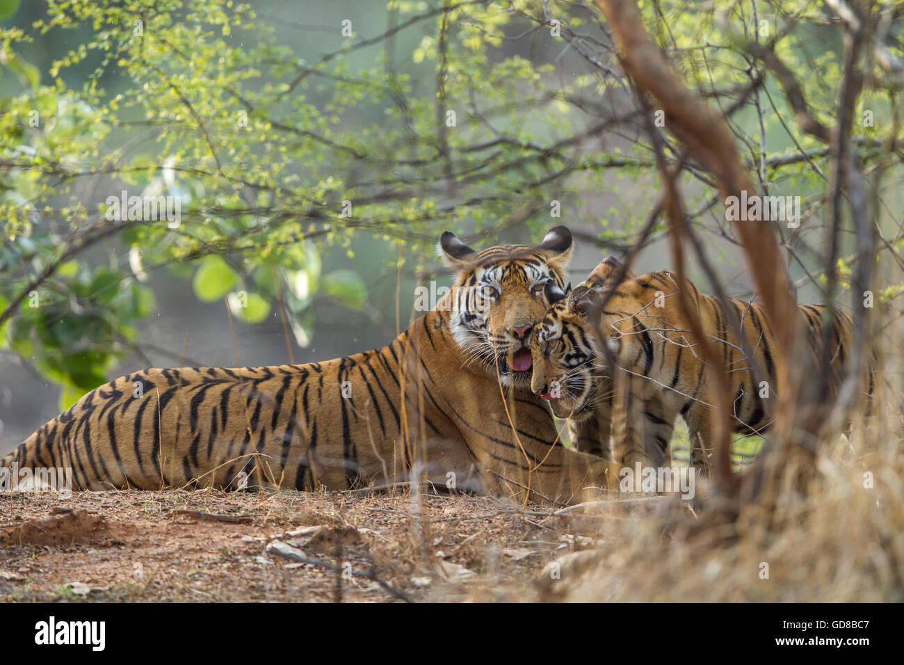 Tigre del Bengala famiglia staring accanto agli alberi a Ranthambhore foresta, India. ( Panthera Tigris ) Foto Stock
