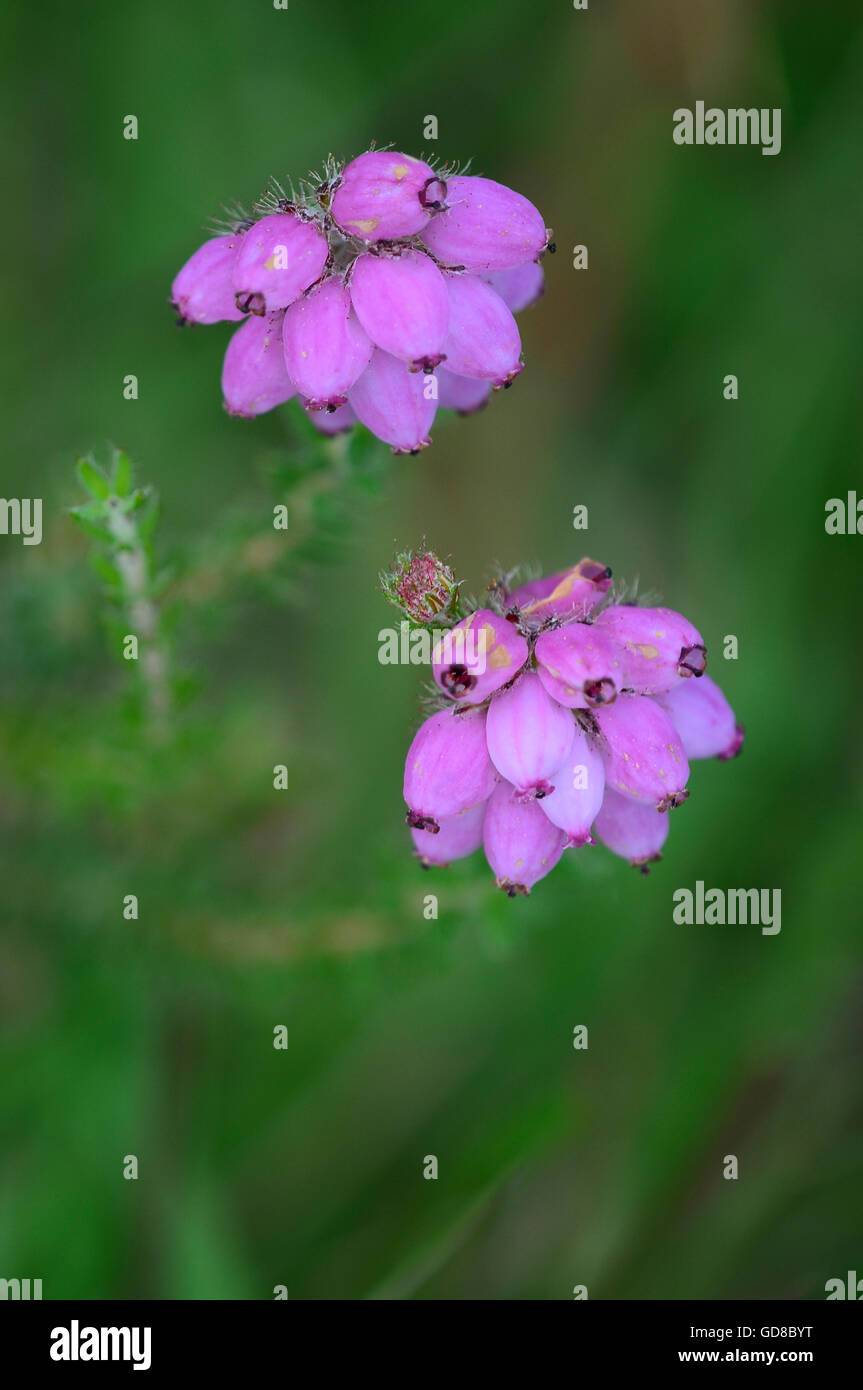 Cross-lasciava heath, a Heather Foto Stock